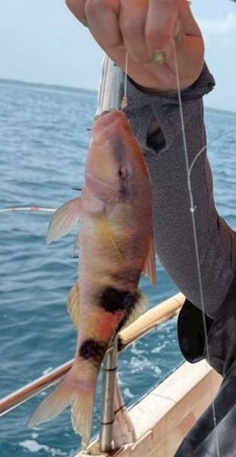 アオチビキの釣果