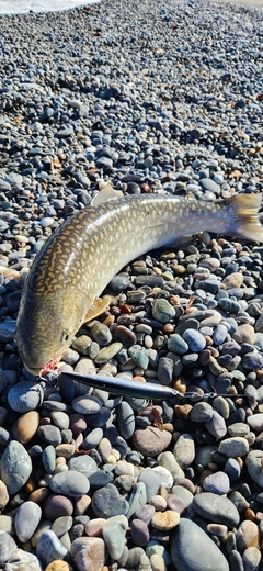アメマスの釣果