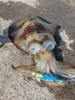 アオリイカの釣果