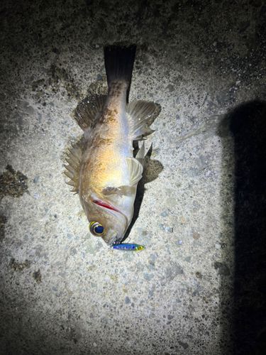 シロメバルの釣果