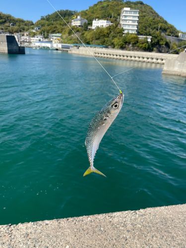 サバの釣果