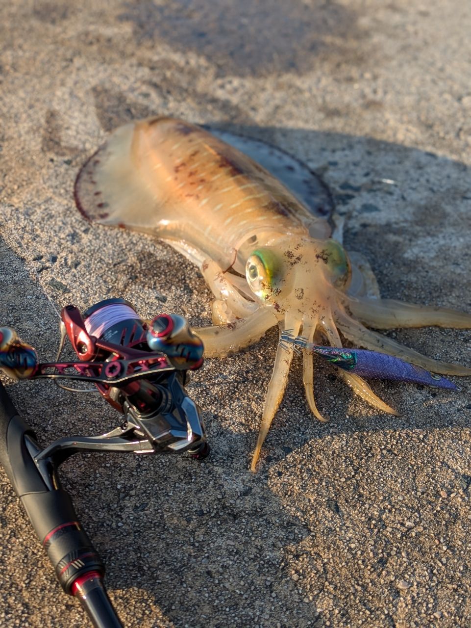 SHIMANO シマノ Sephia セフィア XR S93ML 超美品 シマノ セフィア XR