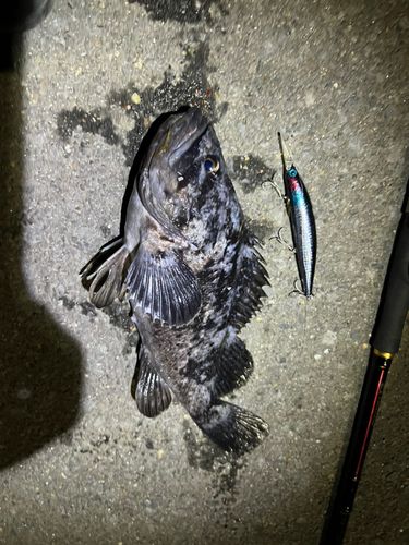 クロソイの釣果