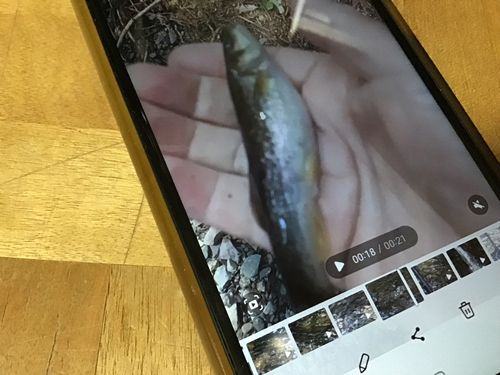 タカハヤの釣果