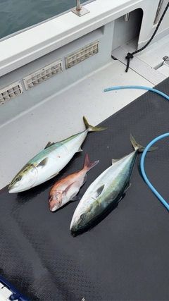 ブリの釣果