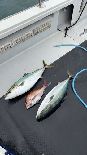 ブリの釣果