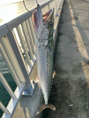 サゴシの釣果
