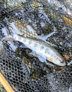 ヤマメの釣果