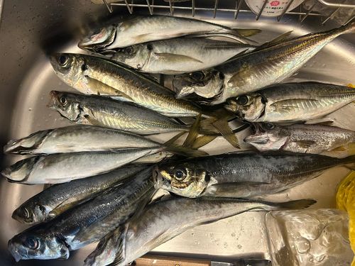 アジの釣果