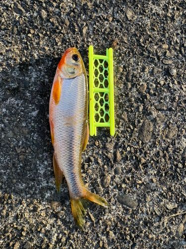 オイカワの釣果