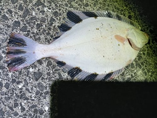 カワガレイの釣果