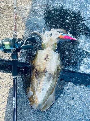 アオリイカの釣果