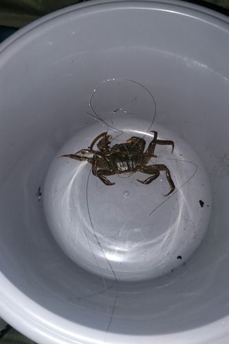 モクズガニの釣果