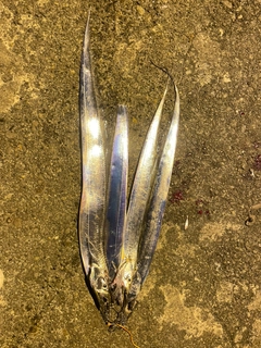 釣果