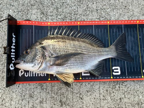 チヌの釣果