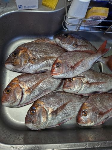 マダイの釣果