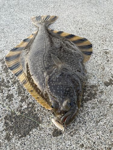 カワガレイの釣果