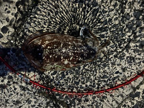 コウイカの釣果