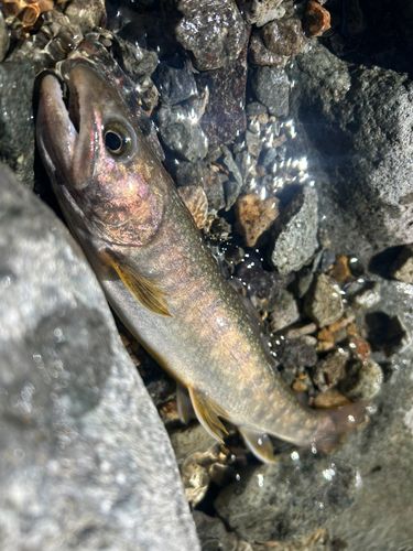 イワナの釣果