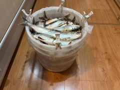 ニシンの釣果