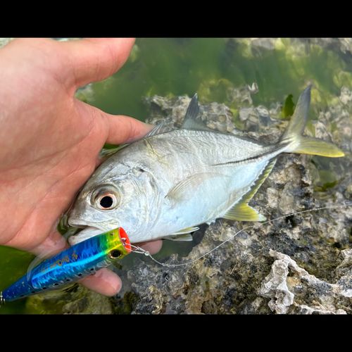 ギンガメアジの釣果
