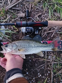 ラージマウスバスの釣果