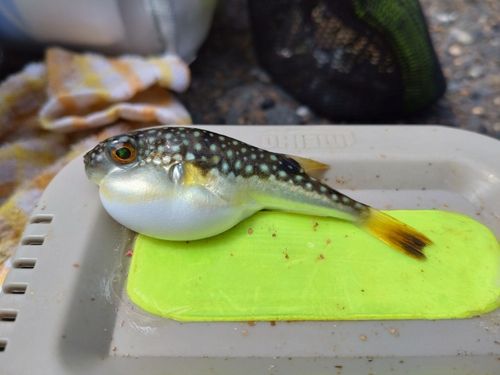 クサフグの釣果