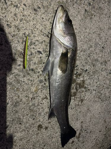 シーバスの釣果
