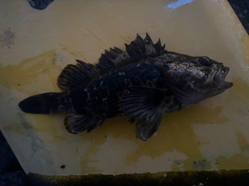 タケノコメバルの釣果