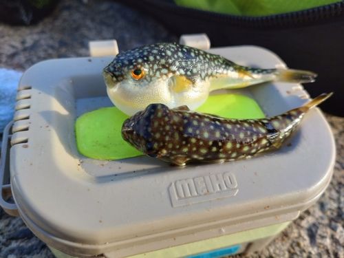 クサフグの釣果