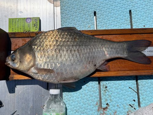 ヘラブナの釣果