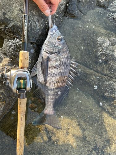 チヌの釣果