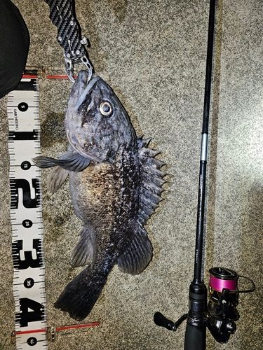 クロソイの釣果