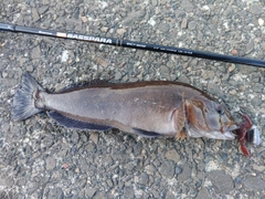 アイナメの釣果