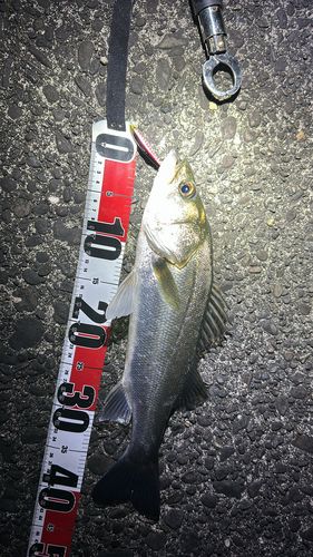セイゴ（マルスズキ）の釣果
