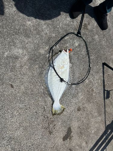ヒラメの釣果