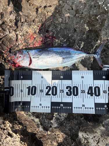 カツオの釣果