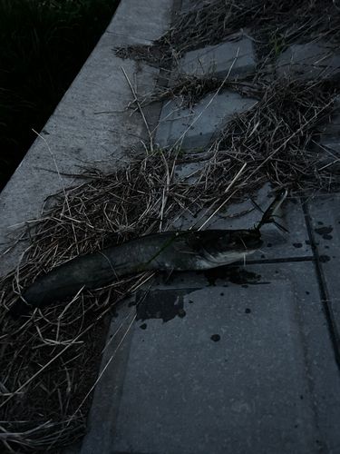 ナマズの釣果