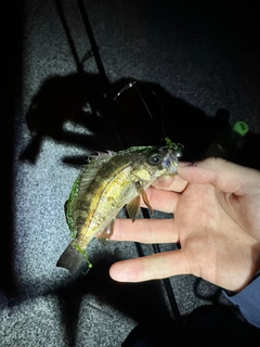 シロメバルの釣果