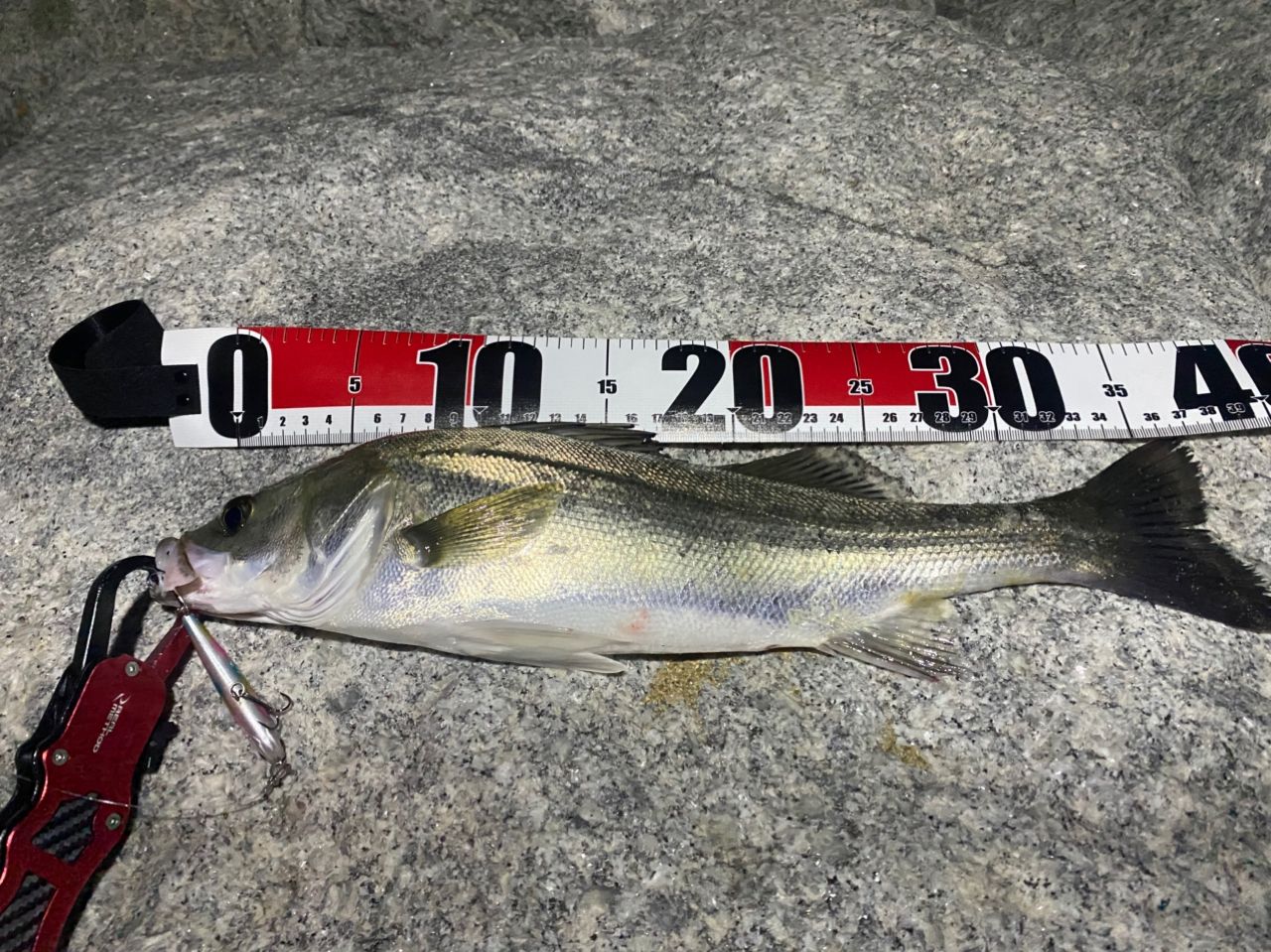 DAIWA 22ルアーニスト モバイル 96M-4の最安値・インプレ・釣果 | 本音