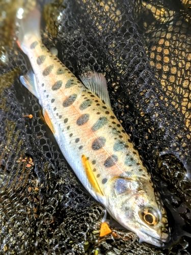 ヤマメの釣果