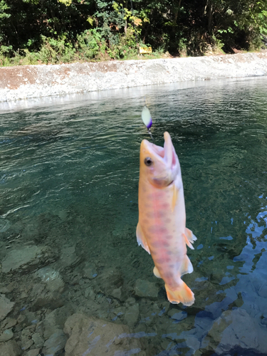 ニジマスの釣果