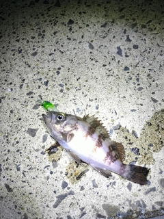 メバルの釣果