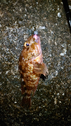 カサゴの釣果