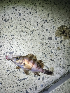 メバルの釣果