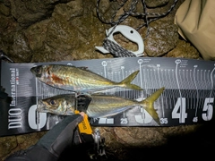 マアジの釣果