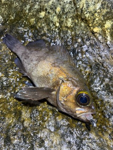 メバルの釣果