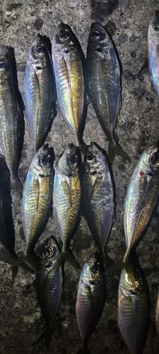アジの釣果