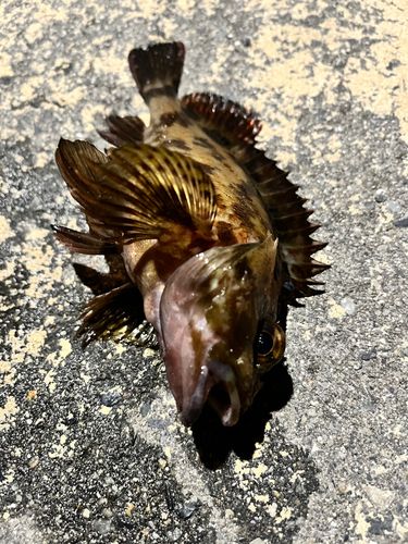 カサゴの釣果
