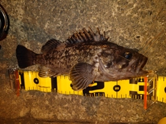 クロソイの釣果